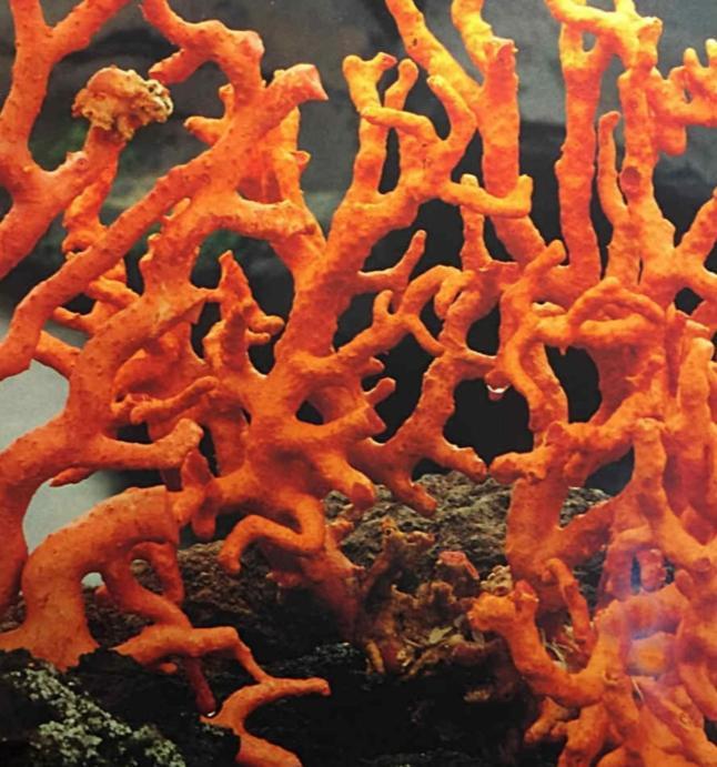 La Corte Di Angelica Sciacca Eksteriør bilde